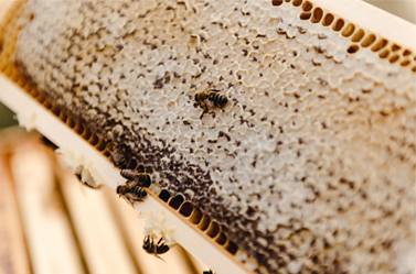 pszczoła na plastrze miodu
